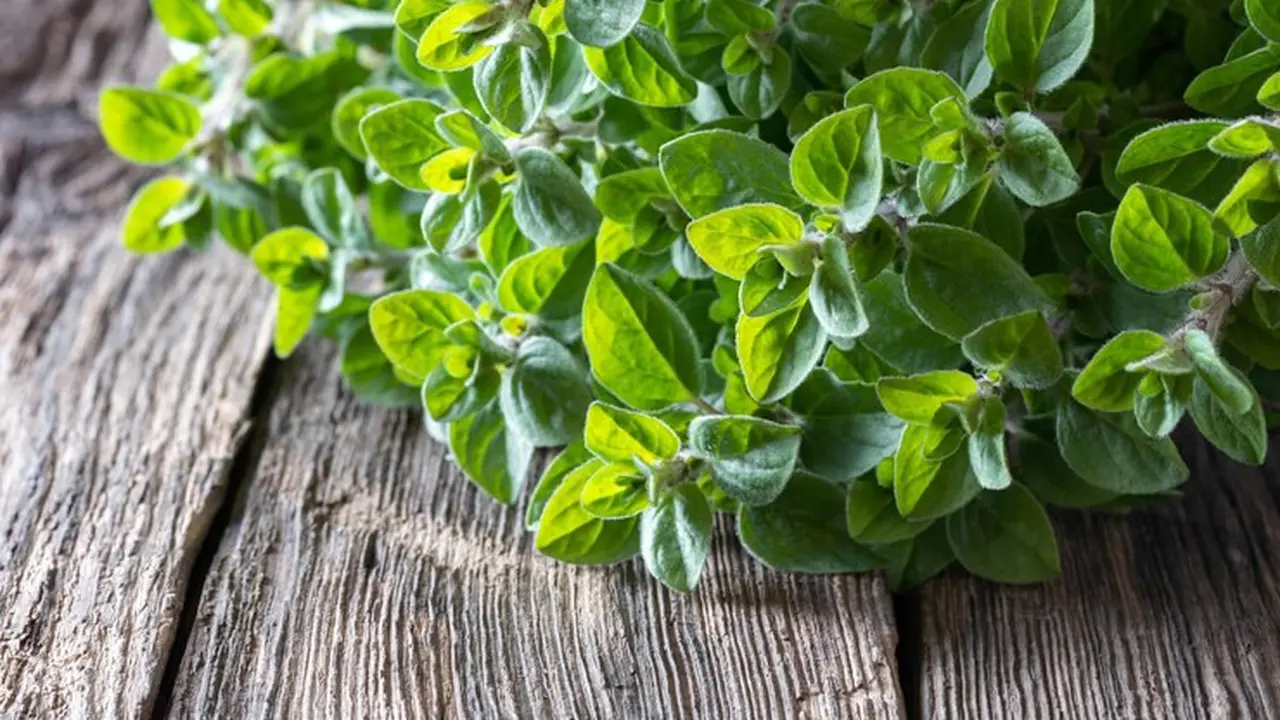 Tanaman oregano di atas sebuah meja kayu (Foto Dok: Freepik/EyeEm)
