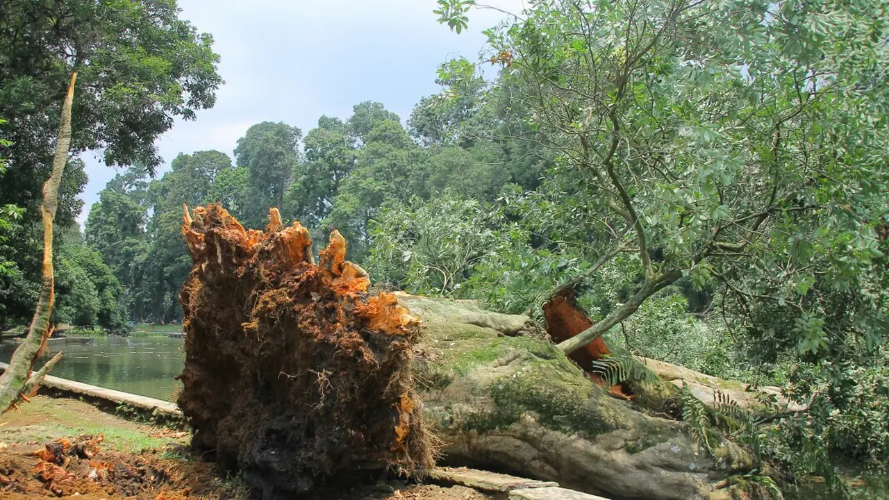 Pohon berusia ratusan tahun tumbang tak jauh dari Istana Bogor (Liputan6.com/Achmad Sudarno)