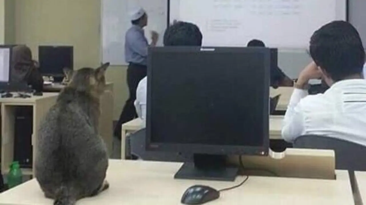Tiap Hari, Kucing Ini Datang ke Kampus. Apa Tujuannya?
