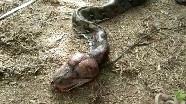 Warga sigi menangkap piton jumbo yang sedang memakan babi hutan. (Foto: Liputan6.com/Heri Susanto)