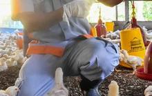 Menggiurkan, Begini Konsep Bisnis Hulu Hilir Peternakan Ayam Potong di Yogyakarta
