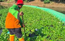 Penanganan Eceng Gondok Waduk Pluit Segera Rampung, Jakarta Utara Kembali Bersih