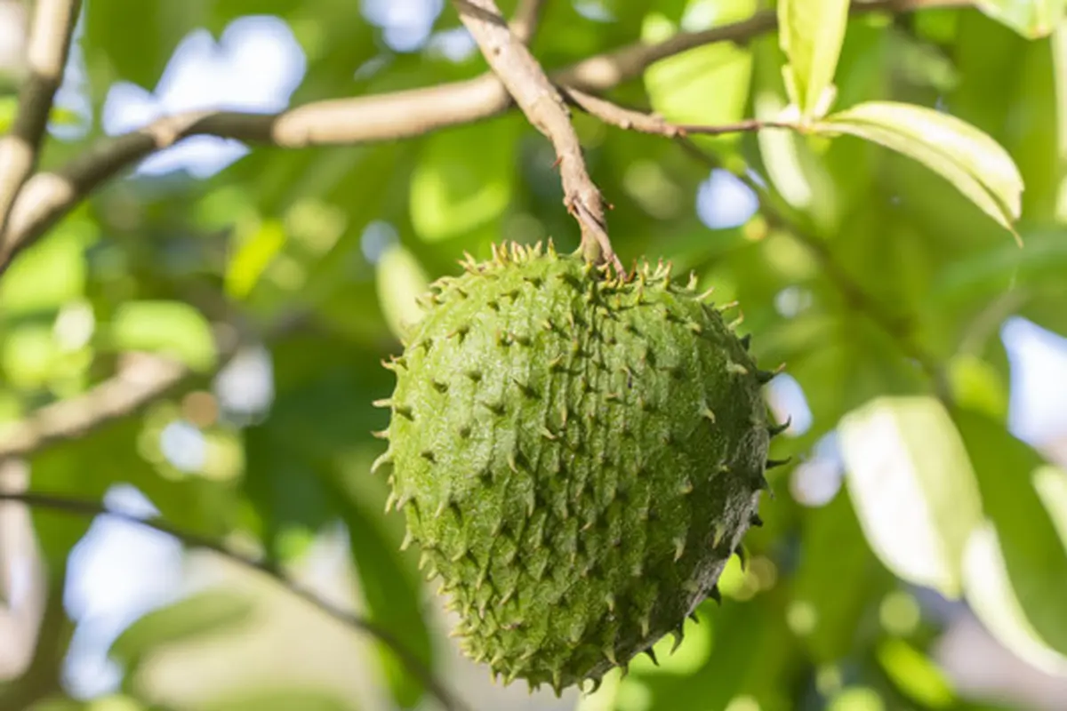 Mengatasi Ketombe dengan Daun Sirsak