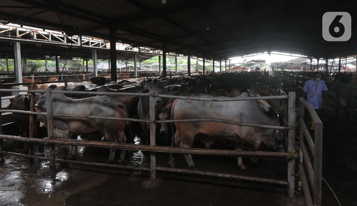 Kebersihan kandang juga menjadi perhatian dalam pemeriksaan kesehatan hewan kurban. (merdeka.com/Imam Buhori)
