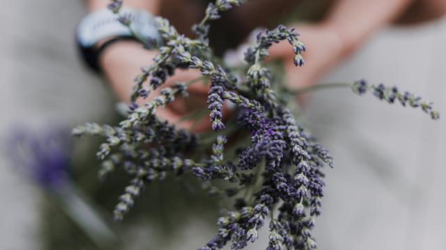 Ilustrasi tanaman herbal