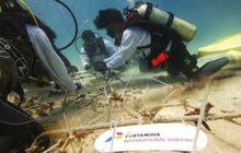 Tahukah Anda? PIS Tanam 1.000 Fragmen Terumbu Karang untuk Konservasi Ekosistem Laut di Sabang Aceh