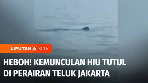 VIDEO: Viral! Bikin Heboh Warga, Seekor Hiu Tutul Muncul di Perairan Teluk Jakarta