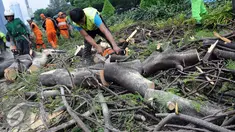 Petugas Dinas Pertamanan dan Pemakaman Provinsi DKI Jakarta memotong pohon yang tumbang di jalan Jenderal Sudirman, Jakarta, Senin (1/2). Pohon tumbang yang terjadi saat hujan deras mengakibatkan kemacetan panjang. (Liputan6.com/Helmi Afandi)