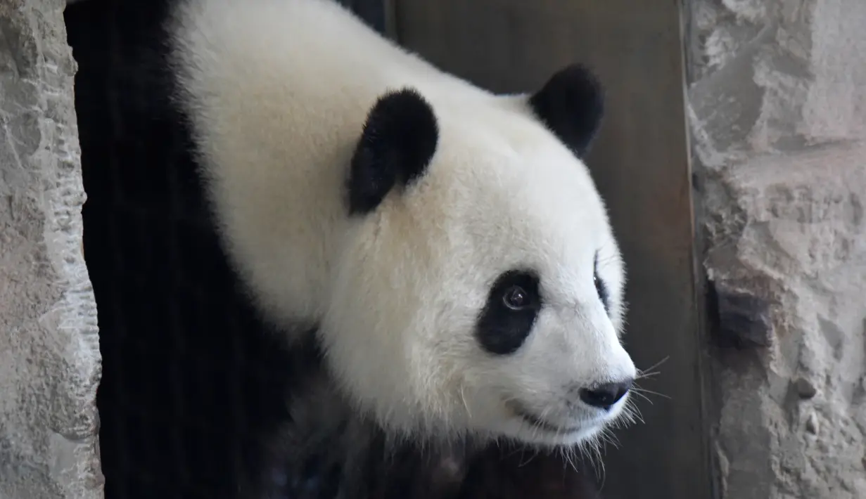 Panda betina Meng Meng berjalan dalam kandangnya di kebun binatang Zoologischer Garten, Berlin pada Rabu (14/8/2019). Panda betina itu diperkirakan hamil dan jika benar, anak-anak Meng Meng adalah bayi panda pertama yang dilahirkan di Jerman. (Tobias SCHWARZ / AFP)