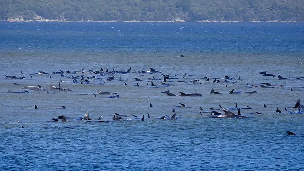 Ratusan Paus Pilot Terdampar di Pantai Tasmania