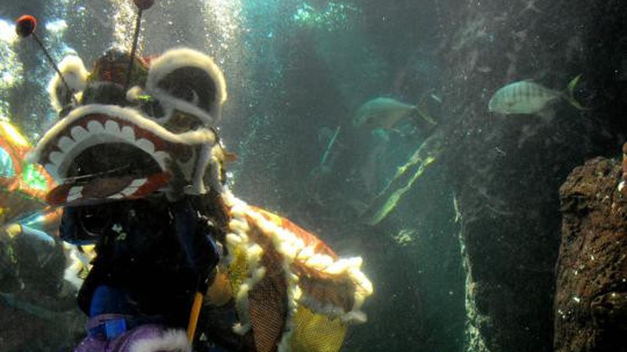 Atraksi Liong dan Barongsai hibur pengunjung Sea World Ancol