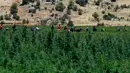 Para pekerja menyingkirkan kotoran dan daun kering di ladang ganja di Lembah Bekaa, Desa Yammoune, Kota Baalbek, Lebanon, Senin (23/7). Menteri Keuangan Lebanon menyatakan mendukung perumusan legalisasi ganja medis. (AP Photo/Hassan Ammar)