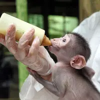 Bayi hewan juga ternyata suka nyusu botol  | Foto : mnn.com