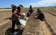 Mahasiswa UBBG Kembangkan Kebun Sayur di Lahan Terdampak Bencana Pidie, Pulihkan Harapan Warga
