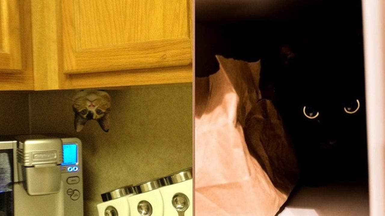 Potret 7 Kucing Bertingkah Layaknya James Bond Ini Lucu Banget