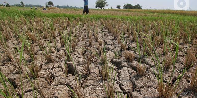 Ini Potensi Dampak El Nino dan Kemarau ke Produksi Pangan Indonesia