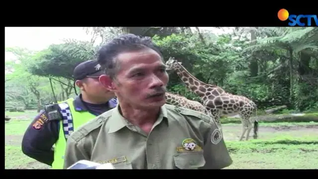 Pengelola Taman Safari menyesalkan tindakan pengunjung memberi minuman yang diduga minuman keras kepada sejumlah satwa.