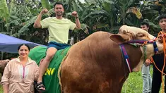 Raffi Ahmad dan Nagita Slavina baru saja mengunggah potret sapi kurban mereka. Untuk Idul Adha tahun ini, mereka membeli hewan kurban dari kaki Gunung Merapi.&nbsp;(Instagram/raffinagita1717)