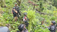 Perang Lawan Narkoba, TNI Berantas Dua Ladang Ganja di Papua