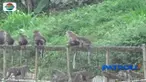 Monyet ekor panjang dari Hutan Lindung Taman Nasional Gunung Ciremai  masuki pemukiman warga Dusun Endang Jumaga, Jawa Barat, diduga mencari makanan.