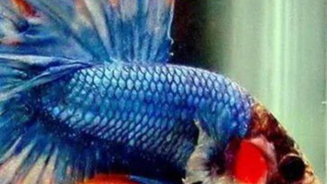Jenis Ikan Cupang Hias yang Cantik, Cocok untuk Dipelihara di Rumah