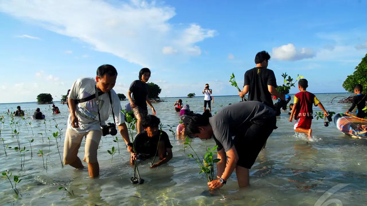 Serunya Menanam Mangrove di Kepulauan Seribu