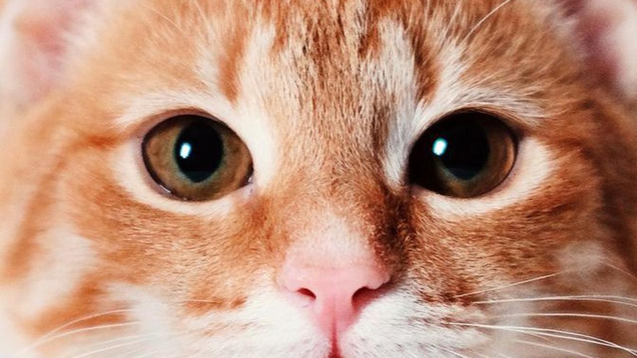Mitos Memelihara Kucing, Dianggap Penambah Rezeki hingga Pembawa Sial
