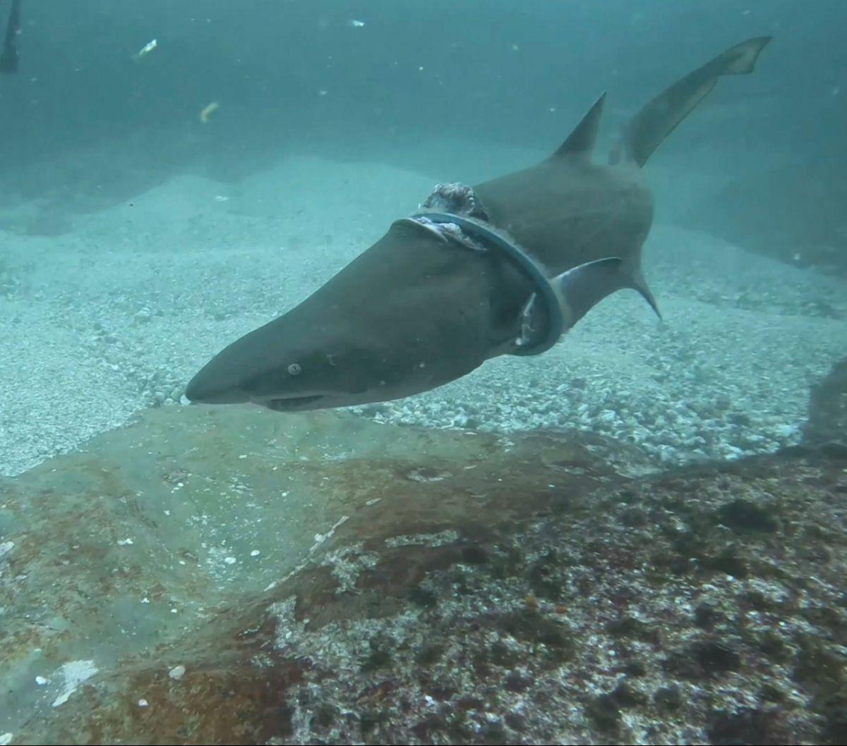 Penampakan seekor hiu abu-abu dengan cincin besi menjerat tubuhnya di dekat Seal Rock, New South Wales, Australia, dalam tangkapan layar yang diambil dari video yang dibagikan Forster Dive Center melalui akun Instagram miliknya, pada 24 Maret 2024. Pemand