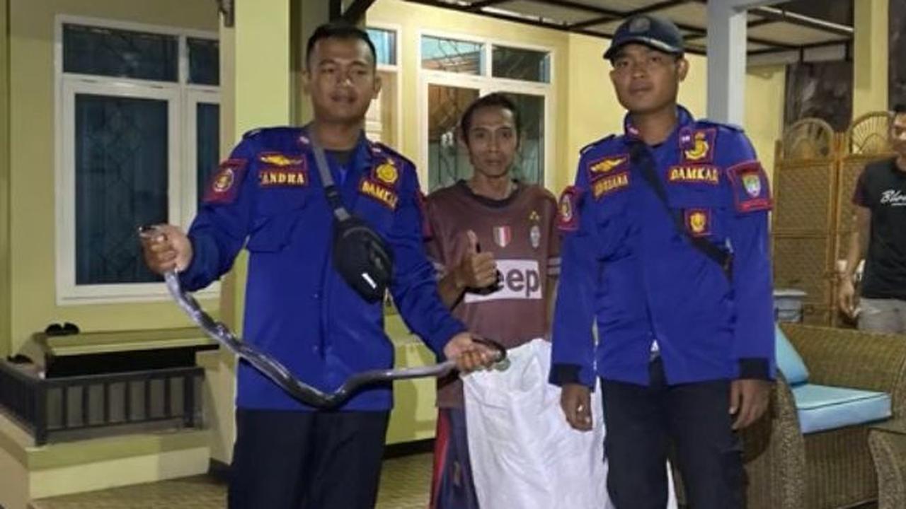 Viral Momen Damkar Bantu Evakuasi Ular Kobra di Rumah Warga, Aksinya Tuai Pujian