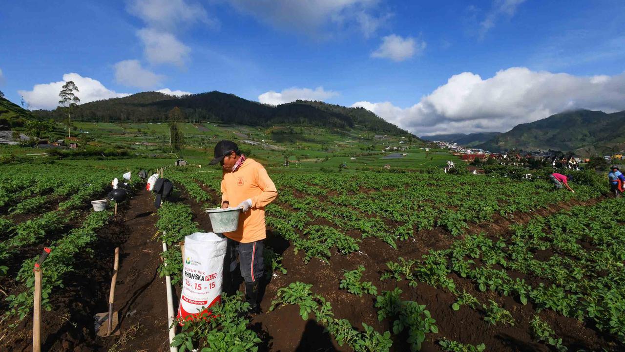 FOTO: Petani Kentang Dieng Terpinggirkan di Tengah Turunnya Harga Pupuk Subsidi