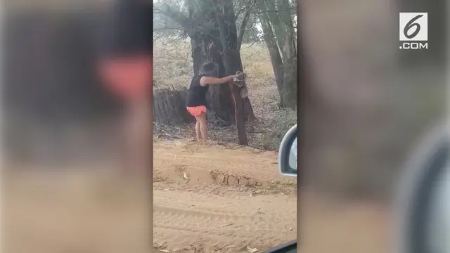 Seorang wanita tertegun saat meilhat koala yang haus. Ia tak tinggal diam dengan memberikan minum. Aksi wanita asal Australia ini pun banjir pujian.