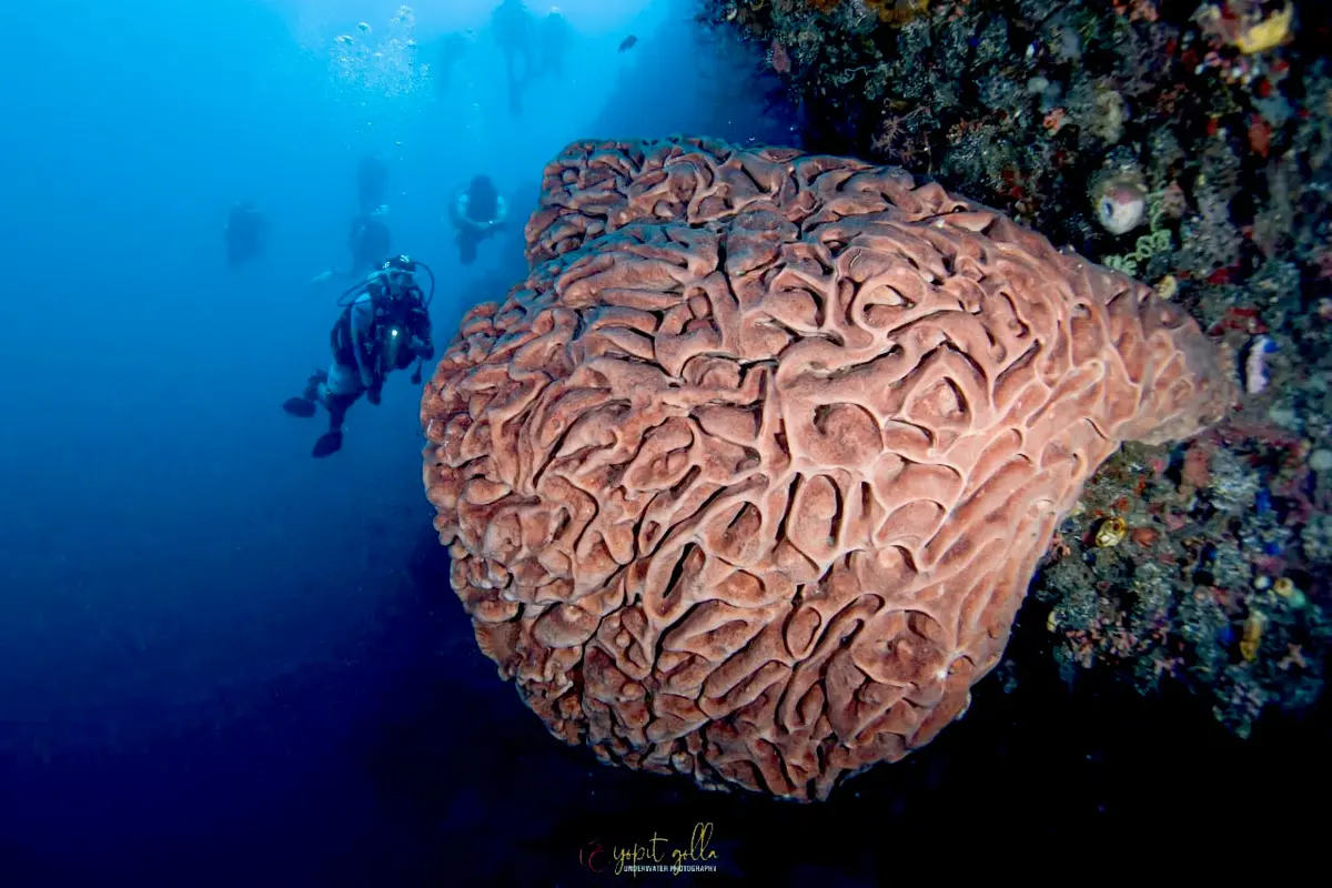 Pulau Monduli
