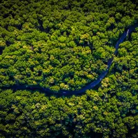 Dua Bocah yang Hilang Selama Sebulan Secara Ajaib Ditemukan di Hutan Amazon, Kurus Kering Hanya Mengandalkan Air Hujan/dok. unsplash Vlad