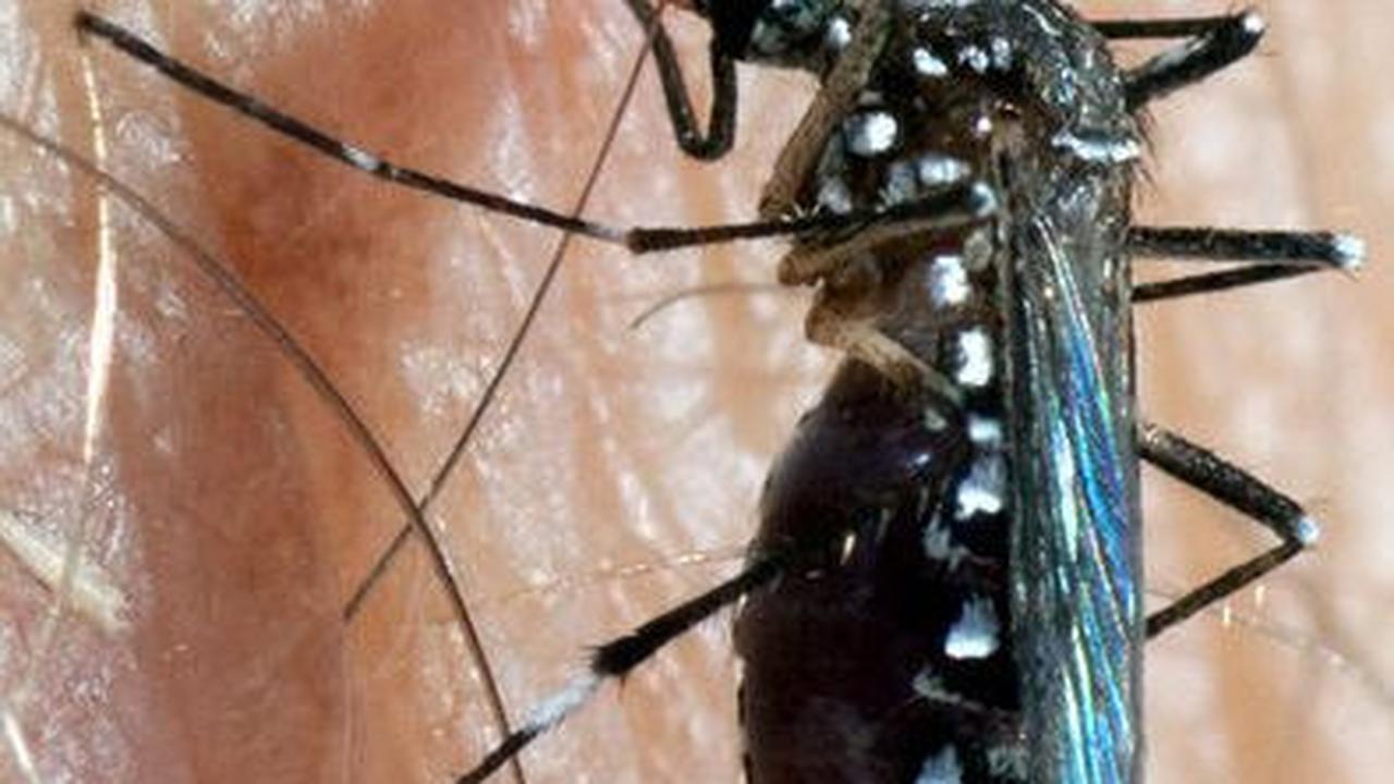 Mengenal Bakteri Wolbachia, Solusi untuk Lumpuhkan Nyamuk Demam Berdarah