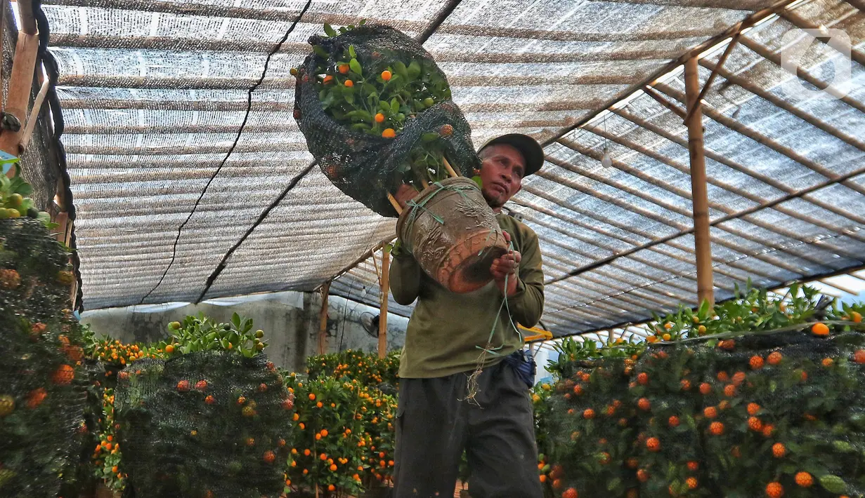 Pekerja mengangkat pohon jeruk imlek yang dijual di Meruya, Jakarta Barat, Kamis (12/1/2023). Permintaan jeruk kimkit meningkat jelang perayaan imlek karena dipercaya membawa keberuntungan. (Liputan6.com/Angga Yuniar)