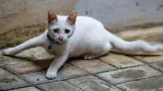 Seeekor kucing dengan warna bola mata yang berbeda (odd eye) terlihat duduk di lantai di Jakarta, 22 Juli 2018. Tak banyak yang tahu setiap 8 Agustus diperingati sebagai Hari Kucing Sedunia atau disebut juga Hari Kucing Internasional. (AFP/BAY ISMOYO)