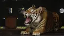 Seekor harimau di dalam peti dilepaskan ke kandang di Lionsrock Big Cat Sanctuary di Bethlehem, Afrika Selatan, Sabtu (12/3/2022). Empat harimau sebelumnya selama 15 tahun tinggal di gerbong kereta yang ditinggalkan rombongan sirkus di San Luis, Argentina Barat. (AP Photo/Themba Hadebe)