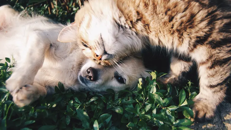 Ilustrasi berlibur kucing dengan anjing kesayangan