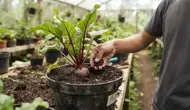 11 Cara Menanam Bit Merah dari Benih di Wadah dengan Media Tanam Gembur, Jadwal Panen Lebih Cepat
