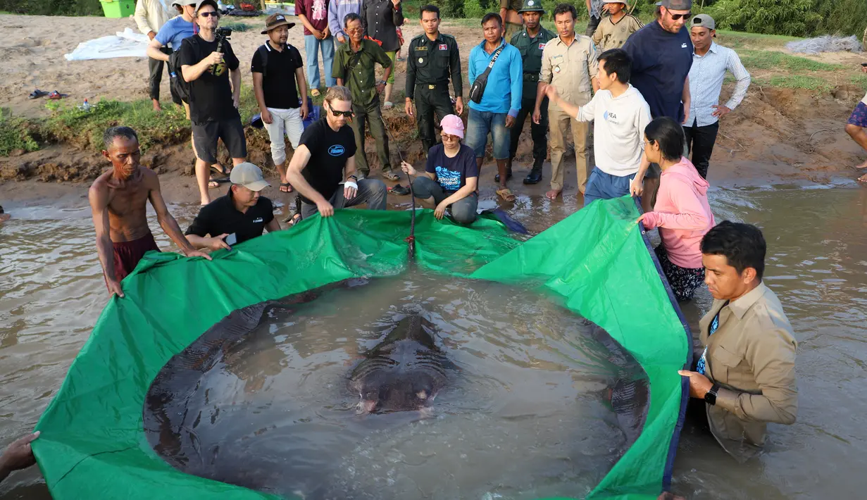 Dalam foto yang diambil pada 14 Juni 2022, tim ilmuwan dan peneliti bersiap melepaskan ikan pari air tawar raksasa ke Sungai Mekong, Kamboja. Ikan pari air tawar raksasa itu berhasil mematahkan rekor ikan lele raksasa seberat 293 kg yang ditangkap di hulu di Thailand utara pada 2005. (Chhut Chheana/Wonders of the Mekong via AP)