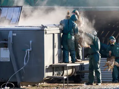 Pekerja memasukan sejumlah bebek ke dalam tempat sampah yang berisi gas beracun di peternakan unggas di Latrille, Prancis, (6/1). Pemusnahan bebek ini dilakukan di daerah di mana wabah virus H5N8 belum stabil. (AP Photo/Bob Edme)