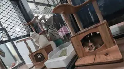 Para pemilik memilih menitipkan hewan kesayangan mereka agar tetap mendapatkan perawatan yang layak saat ditinggal dalam jangka waktu yang lama. Tampak dalam foto, beberapa kucing peliharaan yang menginap di sebuah hotel khusus hewan di Jakarta Pusat, Kamis (19/3/2026). (merdeka.com/Arie Basuki)