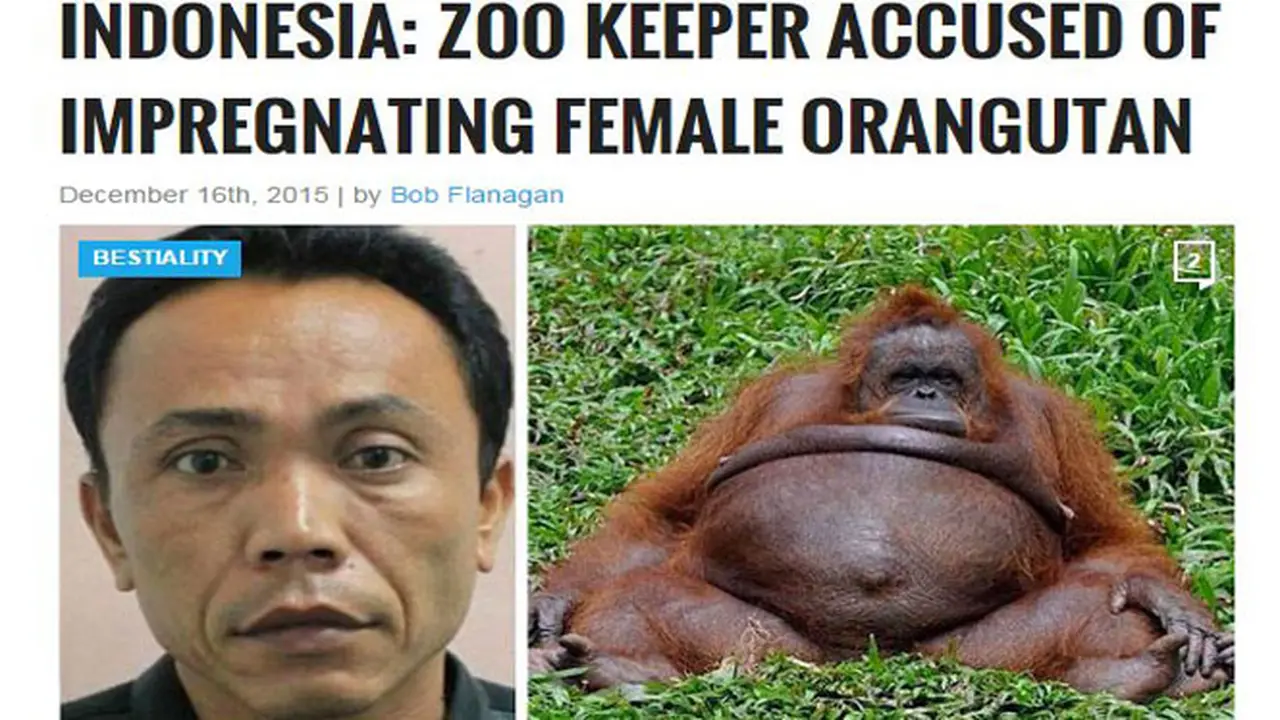 Waduh, Penjaga Kebun Binatang di Surabaya Hamili Orangutan?