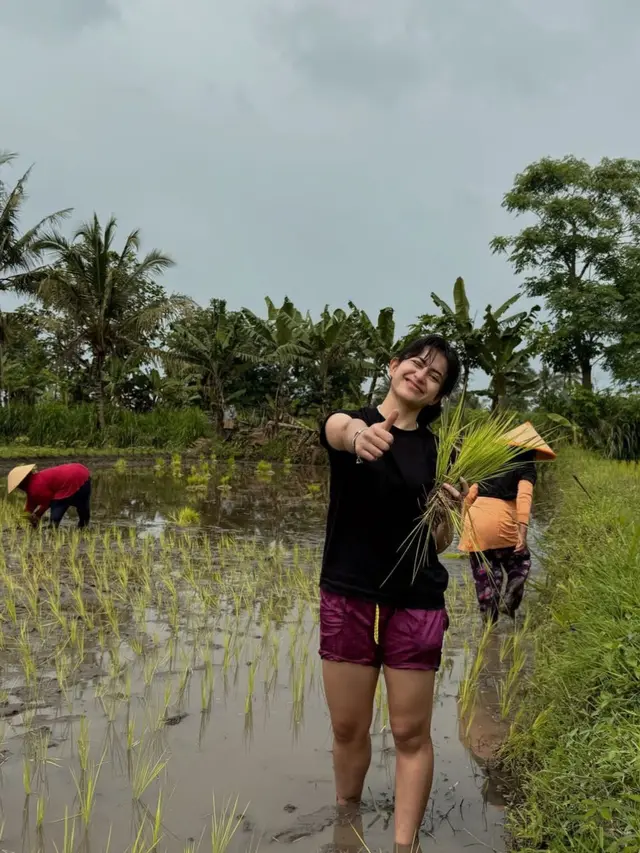 Potret Keseruan Sintya Marisca Tanam Padi di Sawah