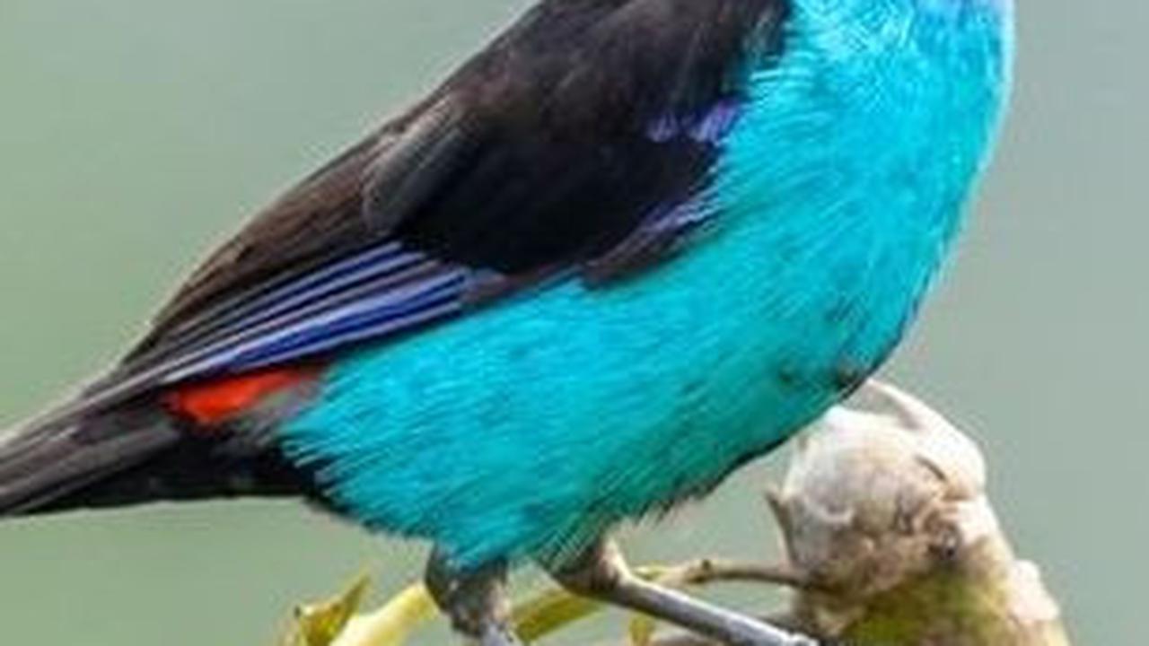 15. Burung Paradise Tanager