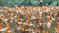 Hamparan ladang jagung saat panen raya di Tuban, Jawa Timur, Jumat (9/3). Panen raya tersebut menghasilkan 33,7 ton jagung. (Liputan6.com/Angga Yuniar)