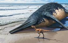 Bocah 11 Tahun Temukan Fosil Reptil Laut Raksasa Zaman Dinosaurus Saat Jalan-jalan di Pantai
