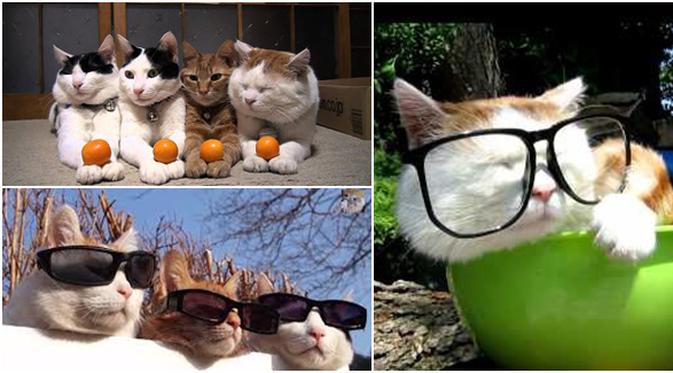 Kumpulan Video Kucing Yang Tinggal Dalam Satu Rumah Dan Tingkahnya Unik Banget - Lifestyle Fimela.com