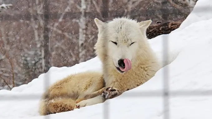 ilustrasi copyright pixabay.com/sharonang