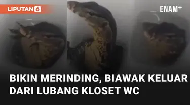 Kembali terjadi kejadian membuat merinding seekor biawak keluar dari kloset WC